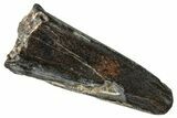 Dinosaur-Eating Crocodile (Sarcosuchus) Tooth - Niger #282089-1